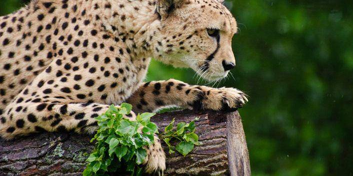 cheetahspot.com