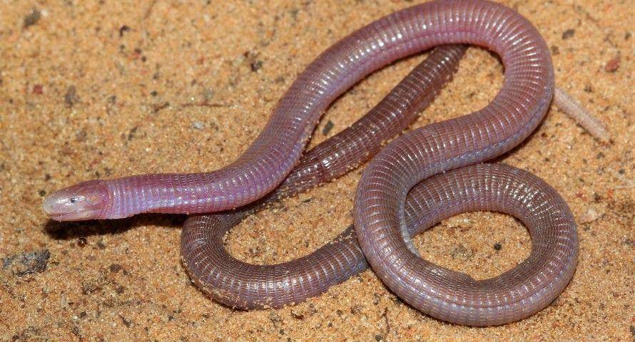 nextgenherpetologist.co.za