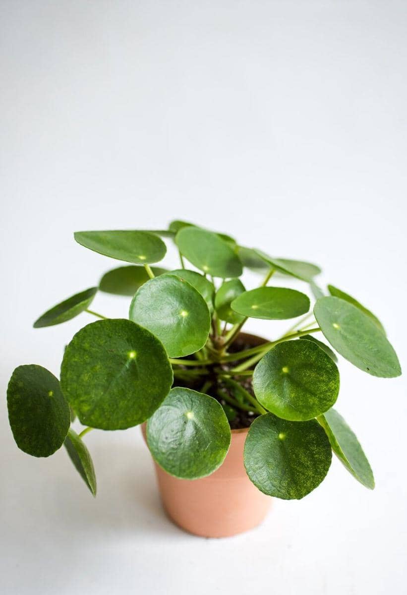 lakewoodplantcompany.com