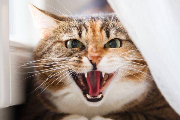 catster.com