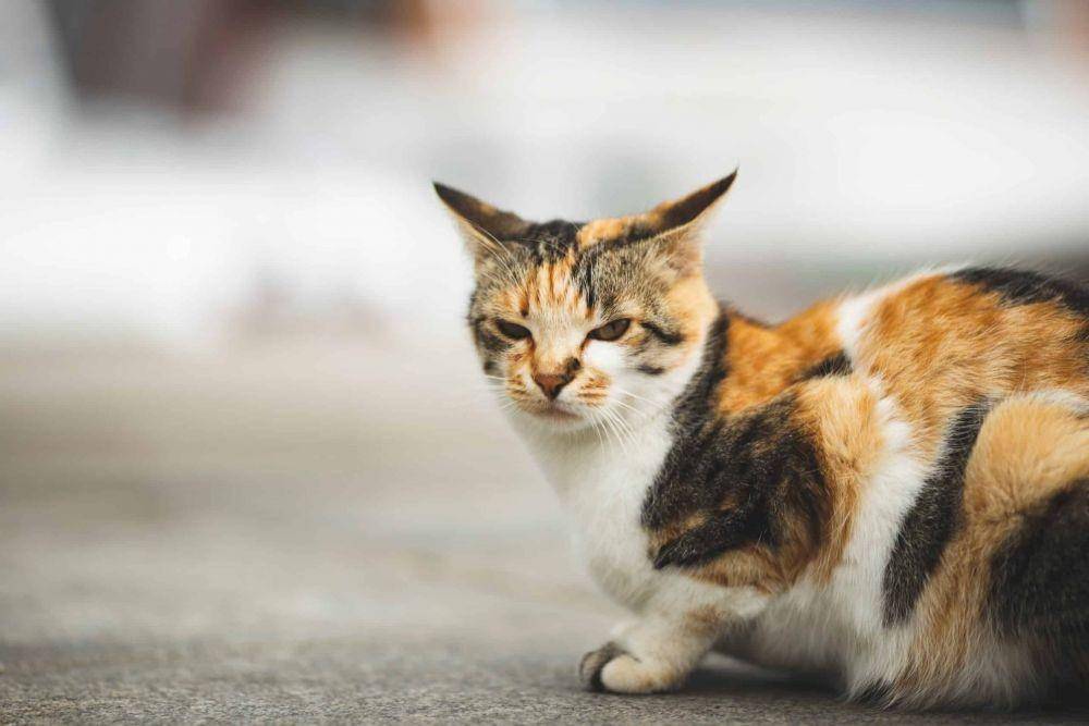 cattitudedaily.com