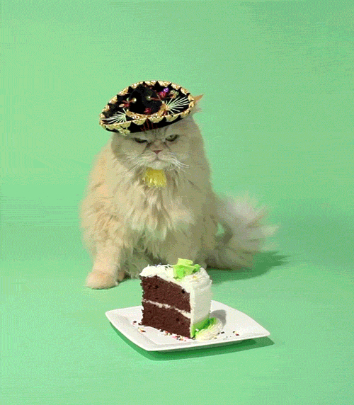 giphy.com