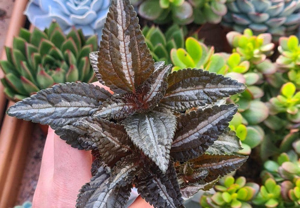 succulentsirelandshop.com