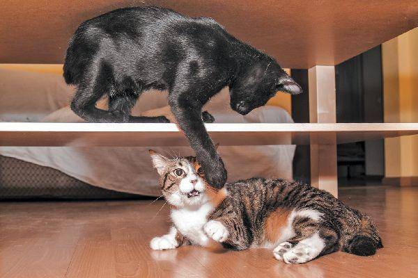 catster.com