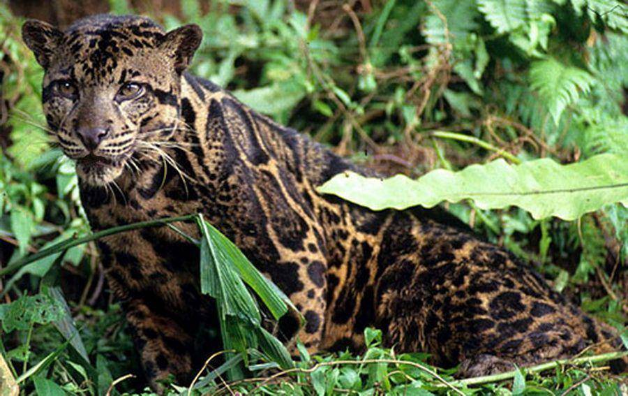pinimg.com/Macan Dahan Borneo