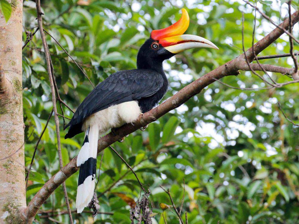 ebird.org