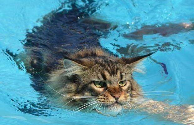 mainecoonexpert.com