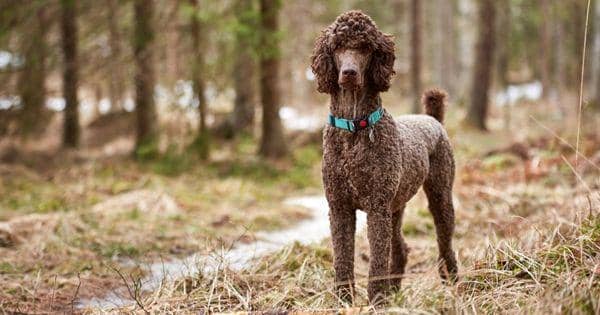 Penampilan Unik! Inilah 5 Spesies Anjing dengan Bulu Keriting