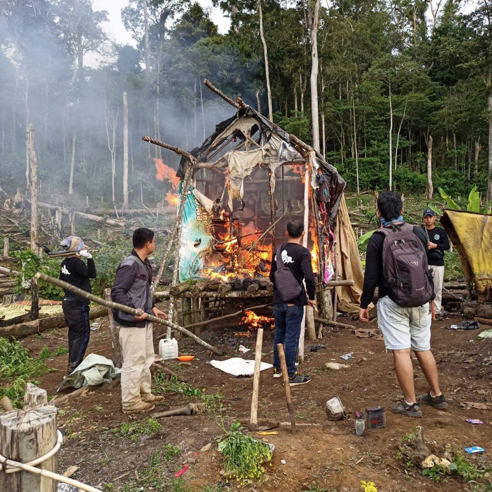 Polres Empat Lawang Temukan 300 Meter Ladang Ganja di Bukit Barisan