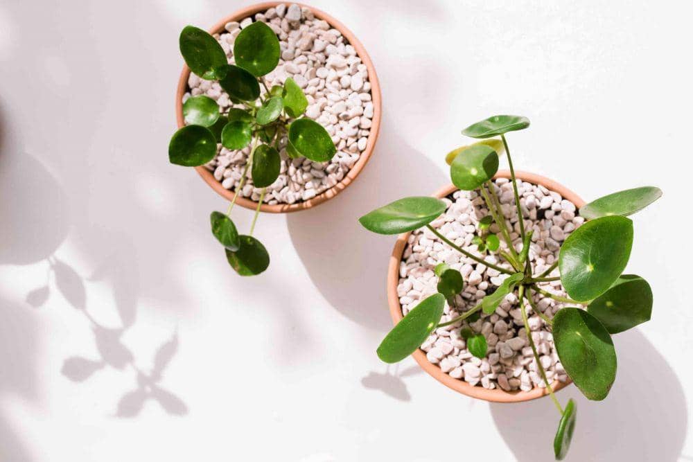 10 Jenis Pilea buat Dekorasi Indoor yang Paling Diburu, Yakin Gak Mau?