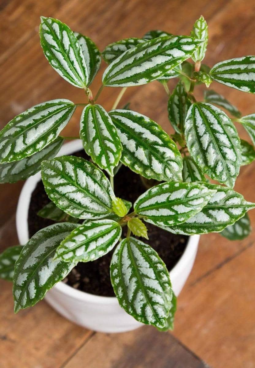 urbansproutsstore.com