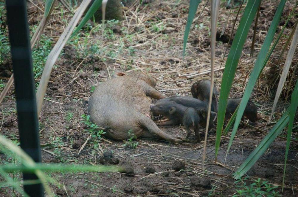 Downtoearth.org.in/Pygmy Hog Conservation Programme