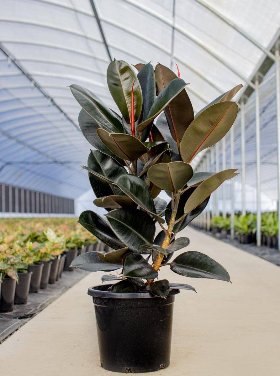 thegrowcentre.com.au