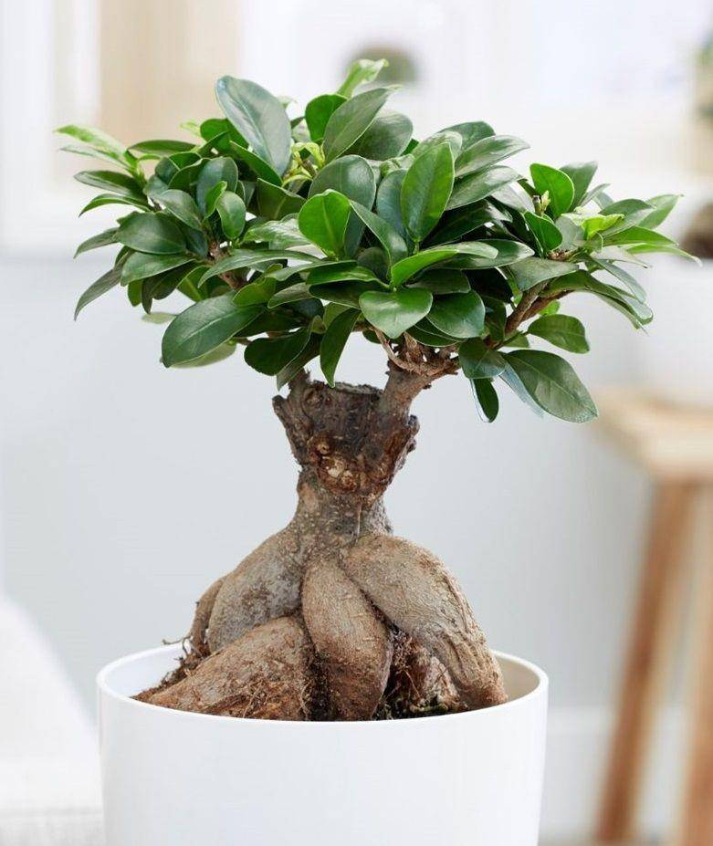 rhsplants.co.uk