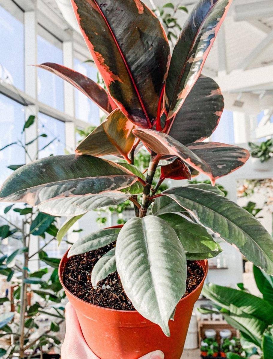 faucherbotanix.com