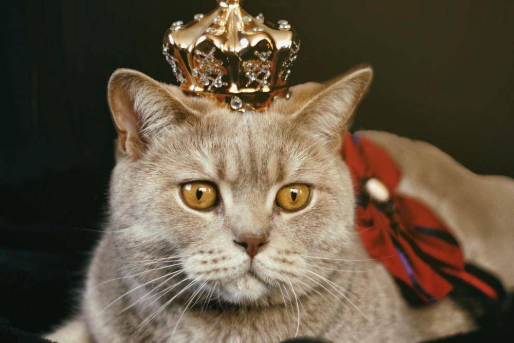 catvills.com