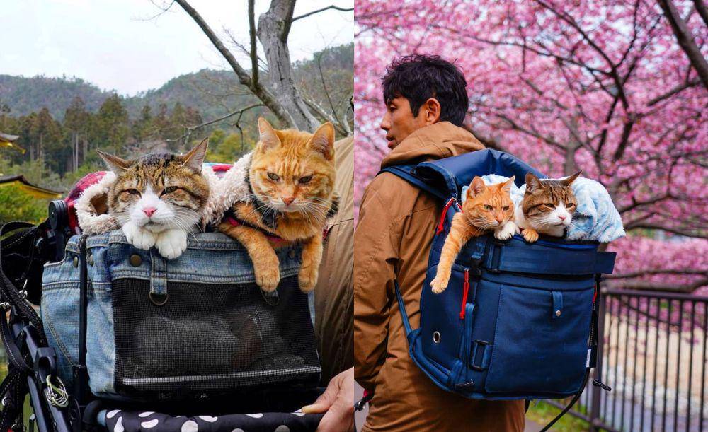 instagram.com/the.traveling.cats