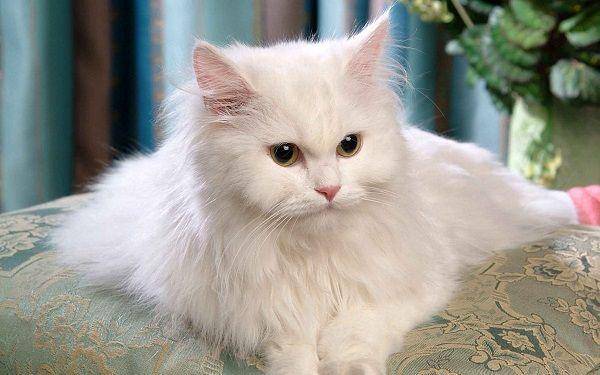 petsworld.in