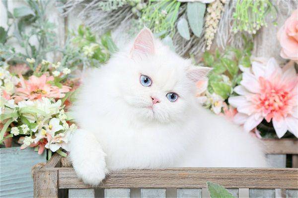 pinterest.com