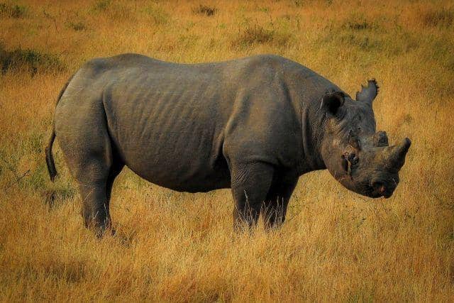 unsplash.com/Ron Dauphin