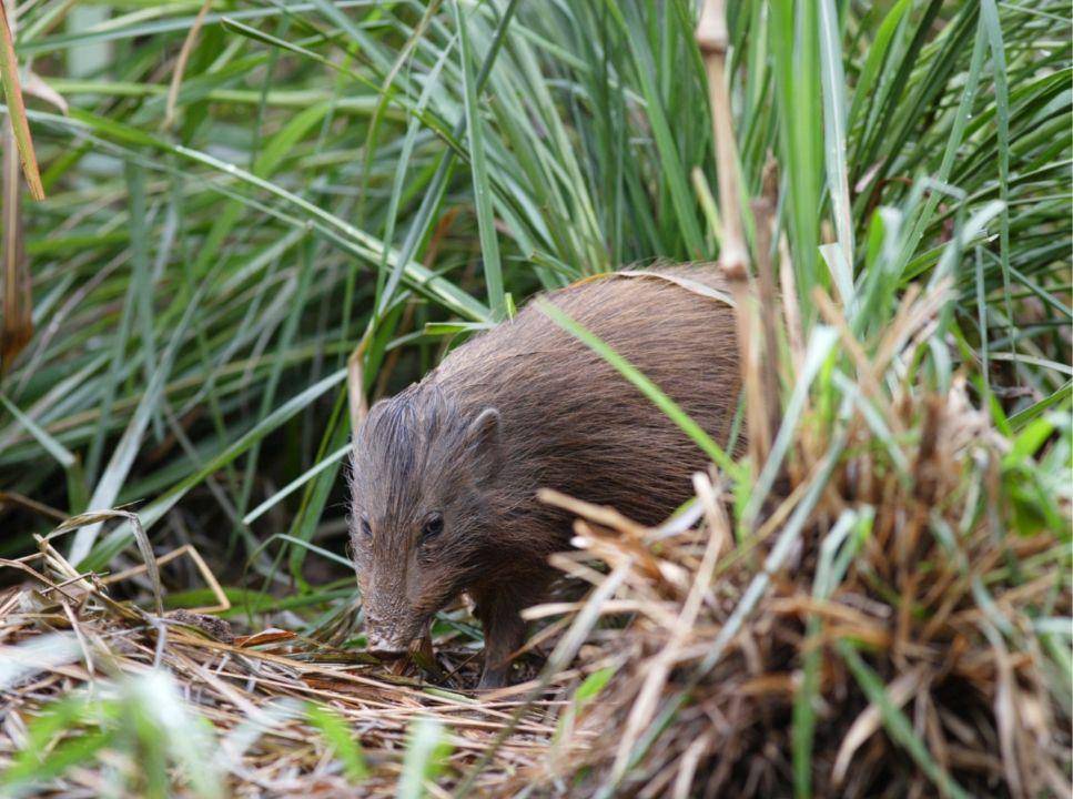 Pygmyhog.org