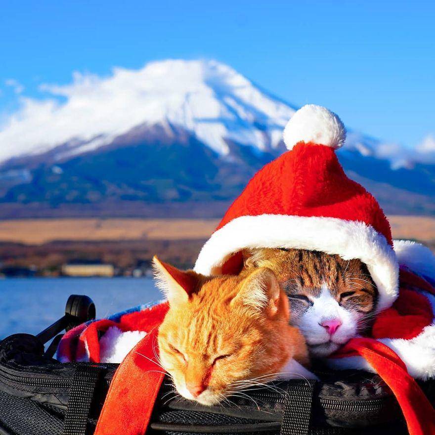 instagram.com/the.traveling.cats