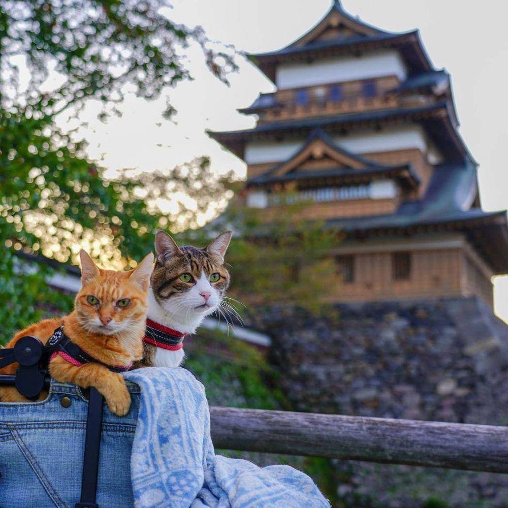 instagram.com/the.traveling.cats