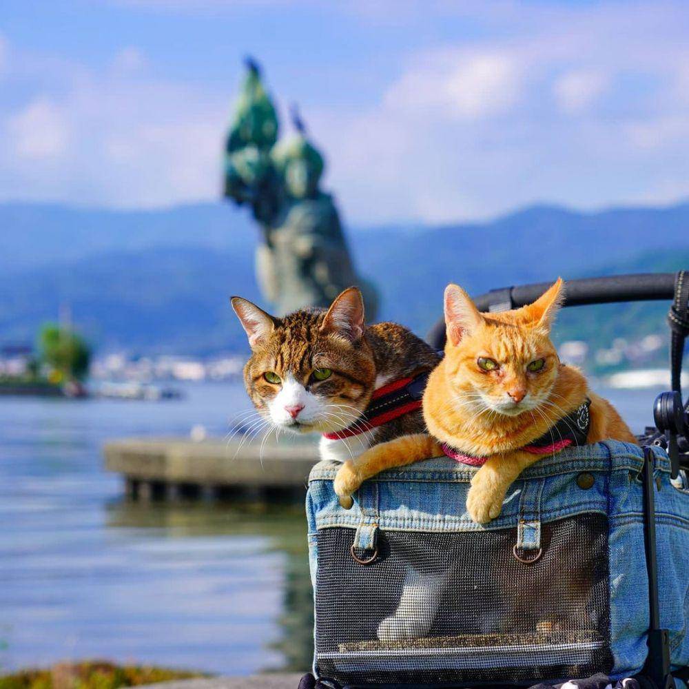 instagram.com/the.traveling.cats