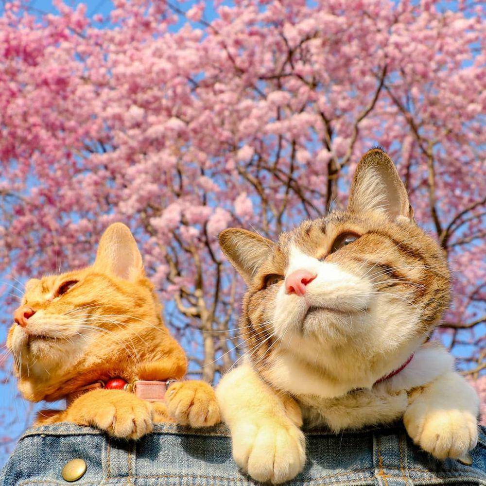 instagram.com/the.traveling.cat