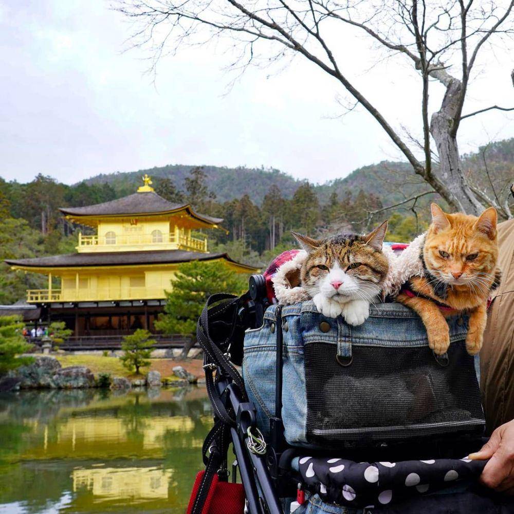 instagram.com/the.traveling.cats