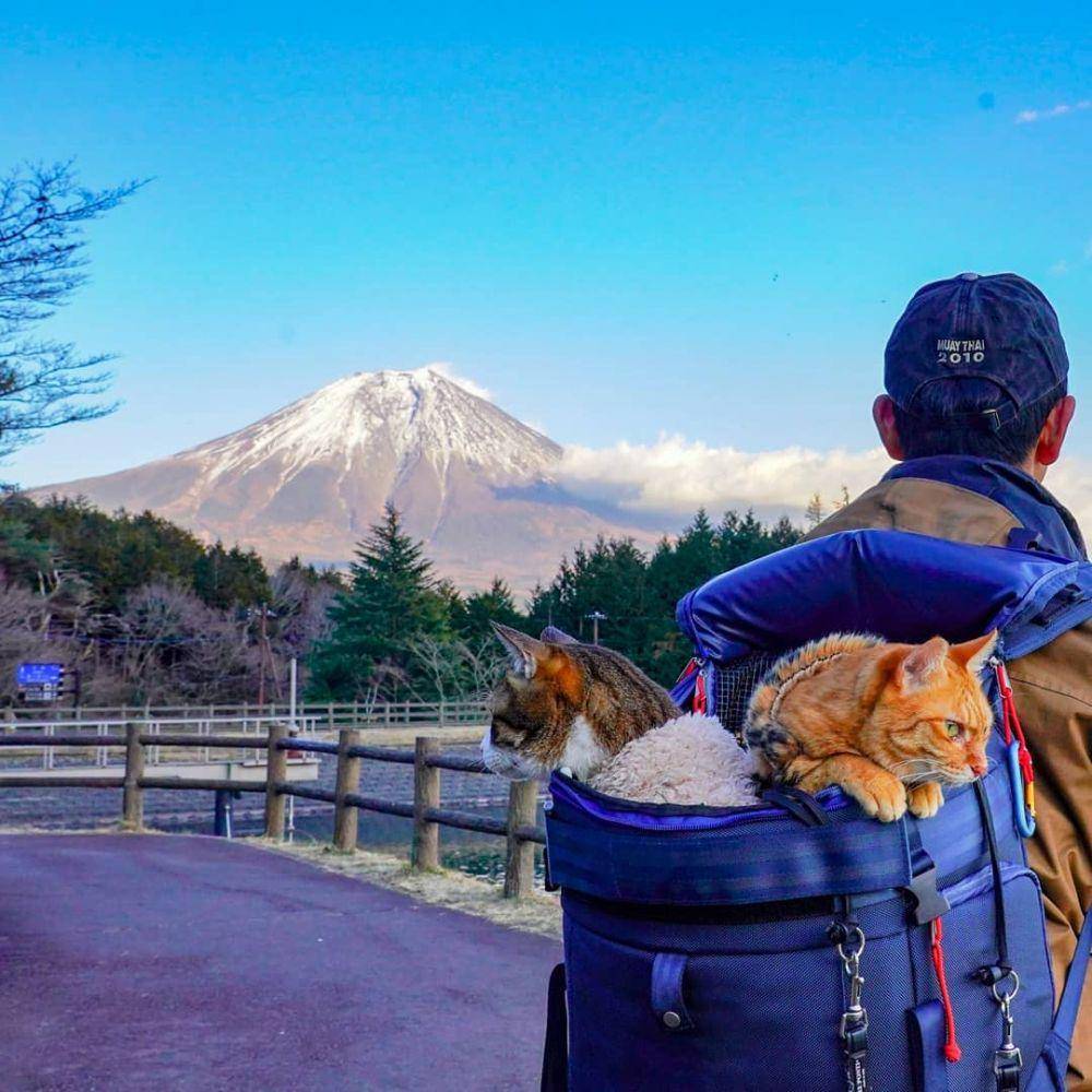 instagram.com/the.traveling.cats
