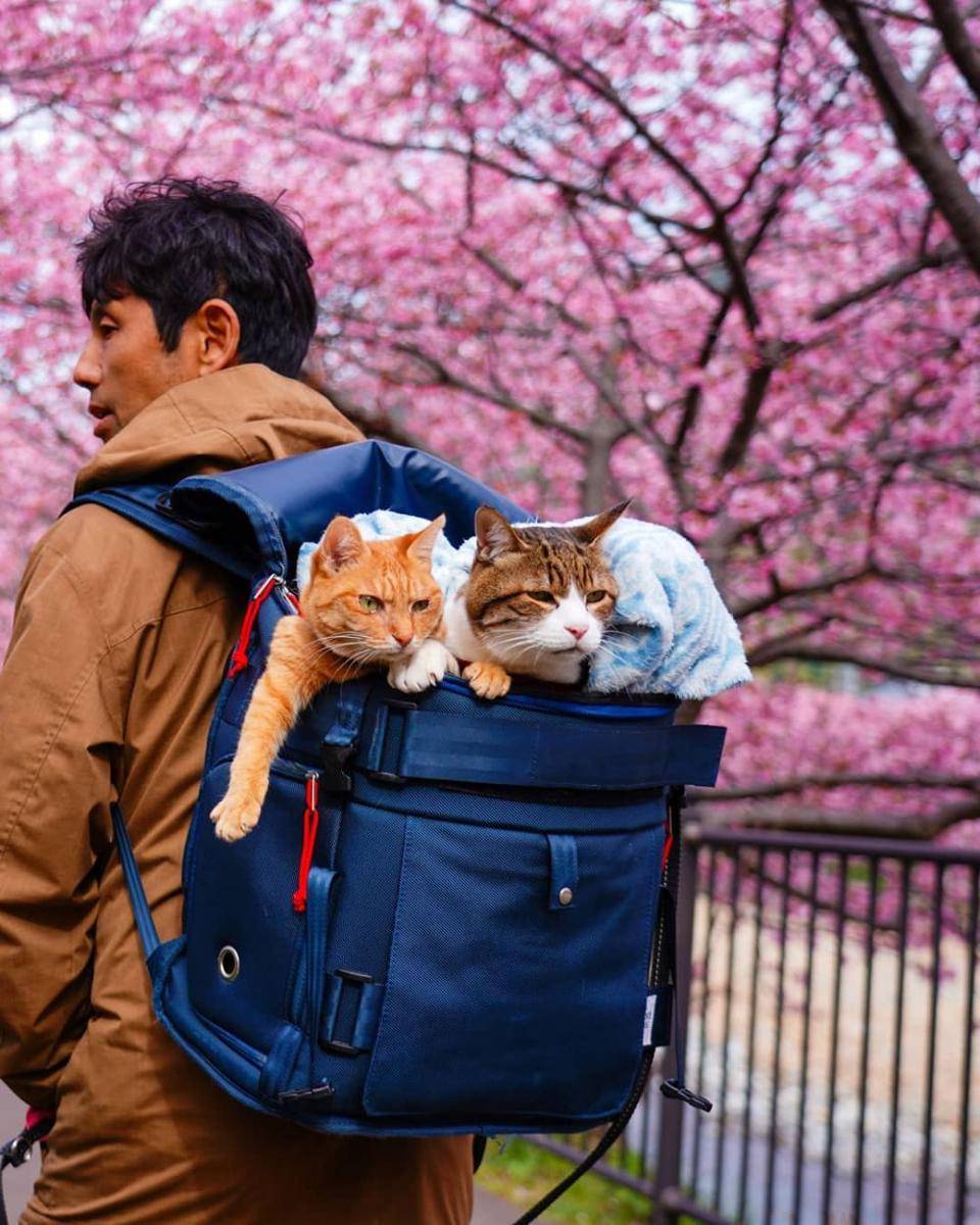 instagram.com/the.traveling.cats