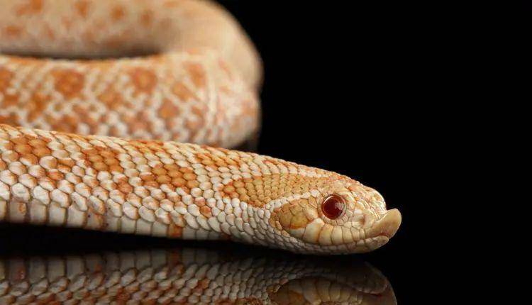 snaketracks.com