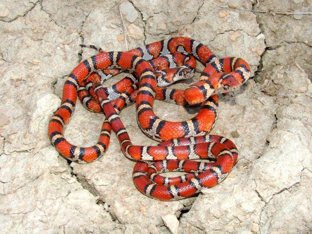 livescience.com
