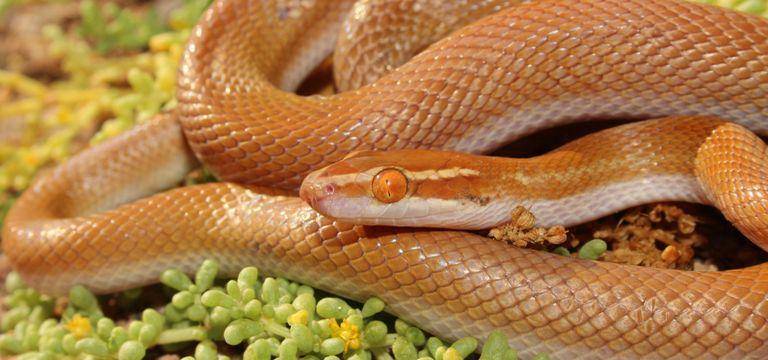 nextgenherpetologist.co.za