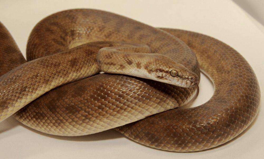 reptilerange.com