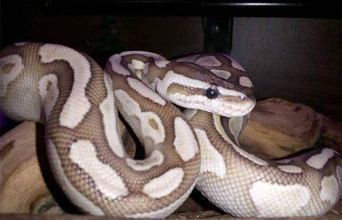 reptilekingdoms.com