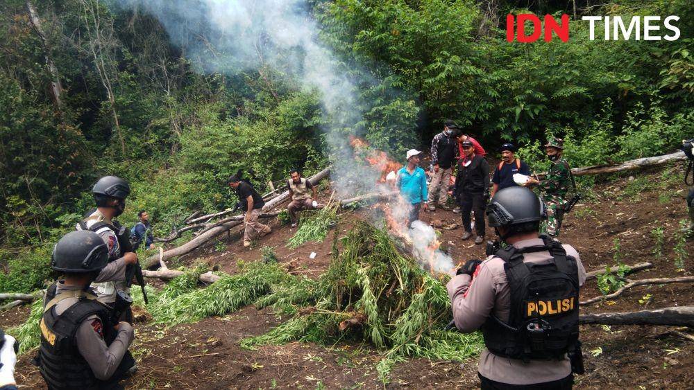 Pemusnahan 4 hektar ladang ganja di lembah Seulawah, Kabupaten Aceh Besar (IDN Times/Saifullah)