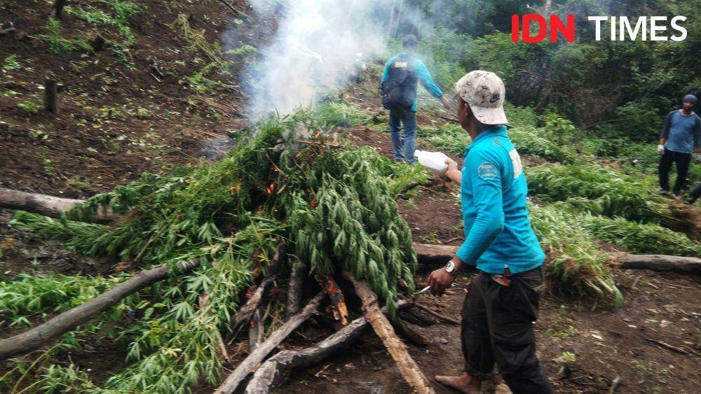Pemusnahan 4 hektar ladang ganja di lembah Seulawah, Kabupaten Aceh Besar (IDN Times/Saifullah)