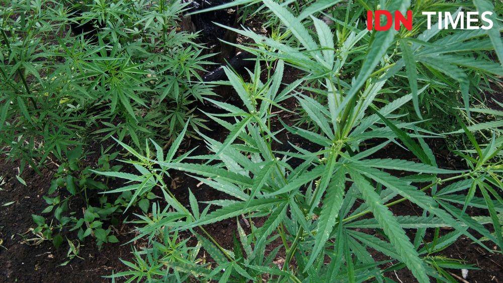 Pemusnahan 4 hektar ladang ganja di lembah Seulawah, Kabupaten Aceh Besar (IDN Times/Saifullah)