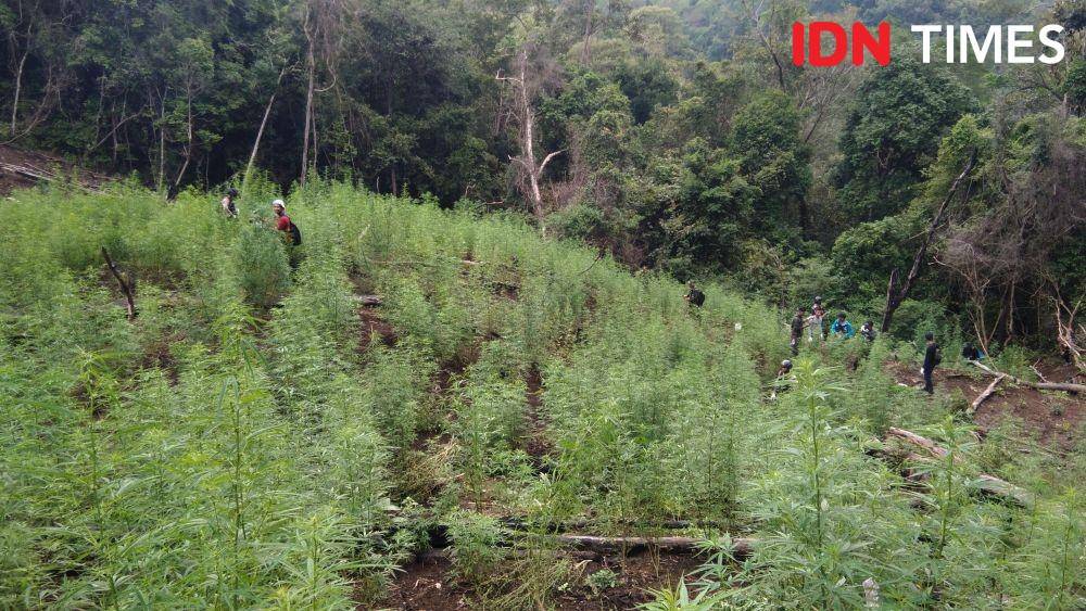 Pemusnahan 4 hektar ladang ganja di lembah Seulawah, Kabupaten Aceh Besar (IDN Times/Saifullah)