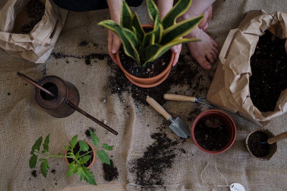 berkebun tanaman hias di dalam ruangan (pexels.com/cottonbro)