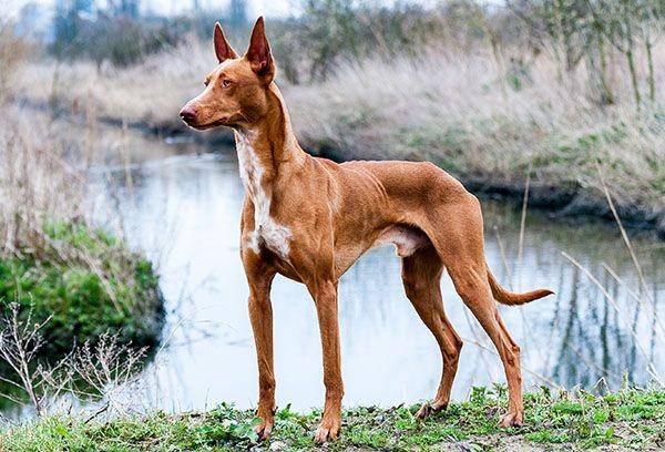 smartpuppy.com