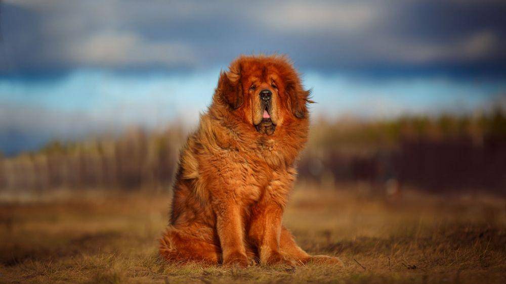 thesprucepets.com