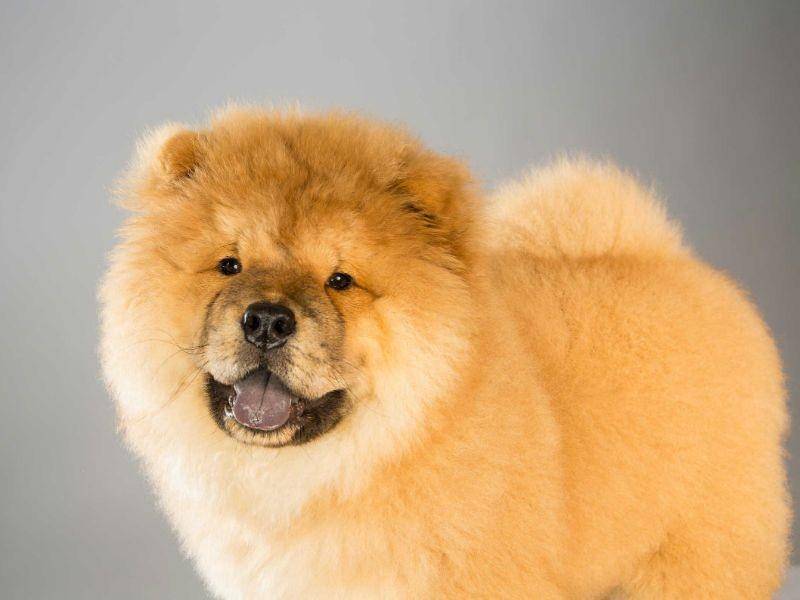 akc.org