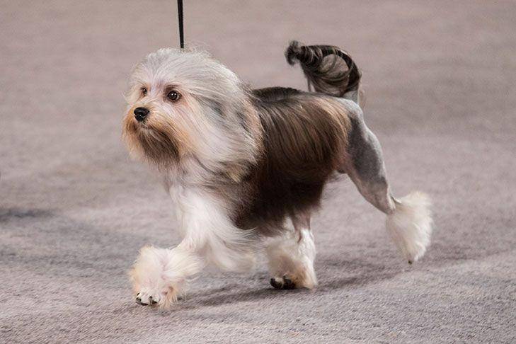 akc.org