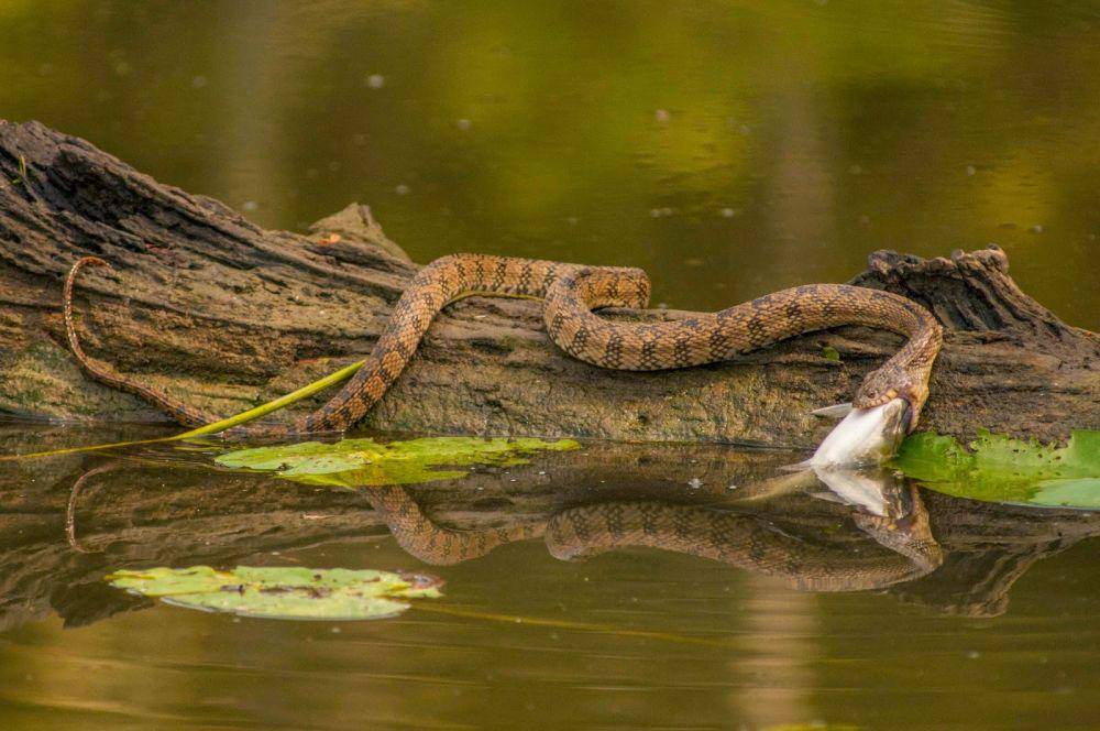 livingalongsidewildlife.com
