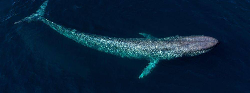 worldwildlife.org