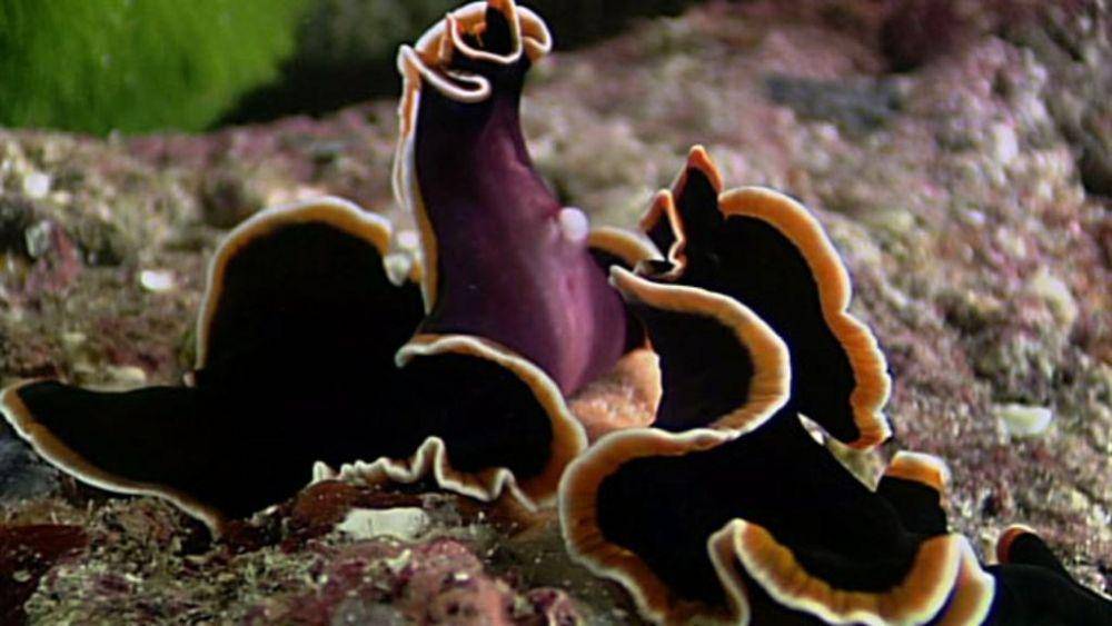 nationalgeographic.com