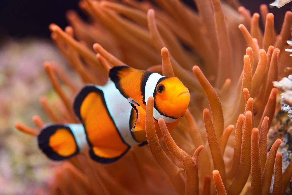 livescience.com